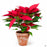 'Classic Red' Poinsettia 6 inch