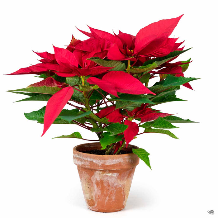 'Classic Red' Poinsettia 6 inch