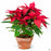 'Classic Red' Poinsettia 8 inch