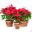 'Classic Red' Poinsettias