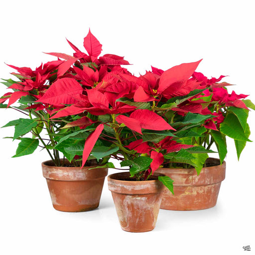 'Classic Red' Poinsettias