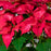 Eisley's Poinsettia 'Ice Punch'