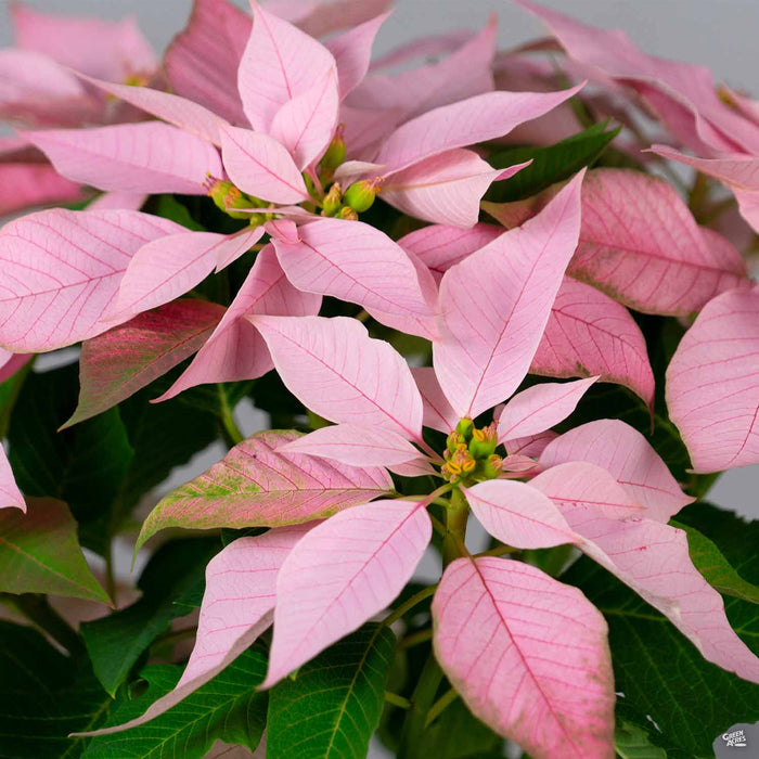 Eisley's Poinsettia 'J'Adore Pink Pearl'