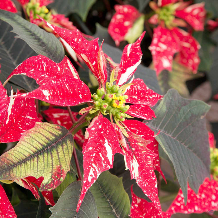 Eisley's Poinsettia Jingle Bells