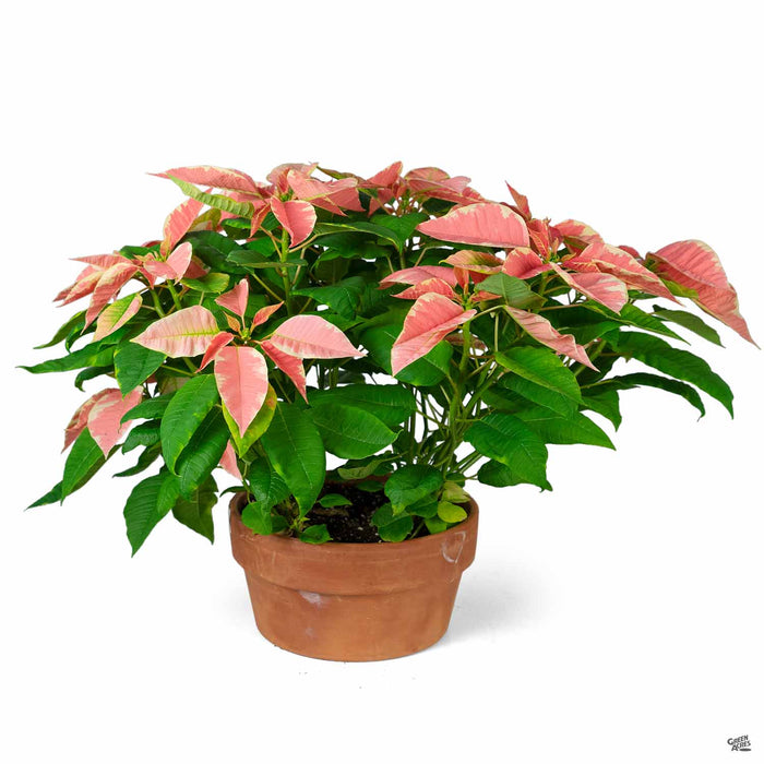 Eisleys Poinsettia Marble 10 inch clay