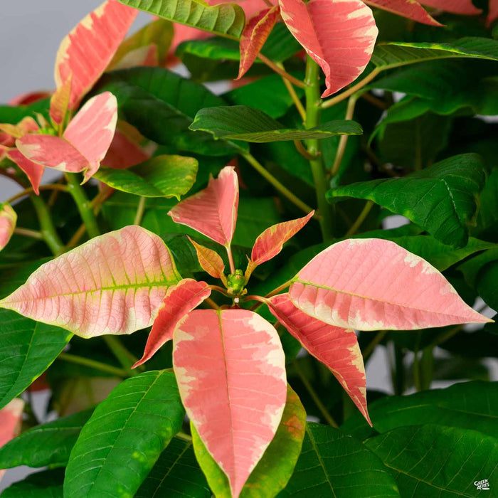 Eisleys Poinsettia Marble