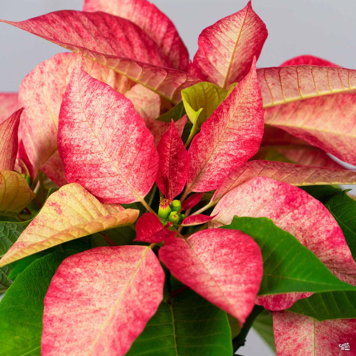 Eisley's Poinsettia 'Monet'