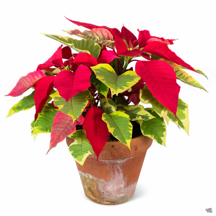 Eisleys Poinsettia Tapestry 6 inch clay pot