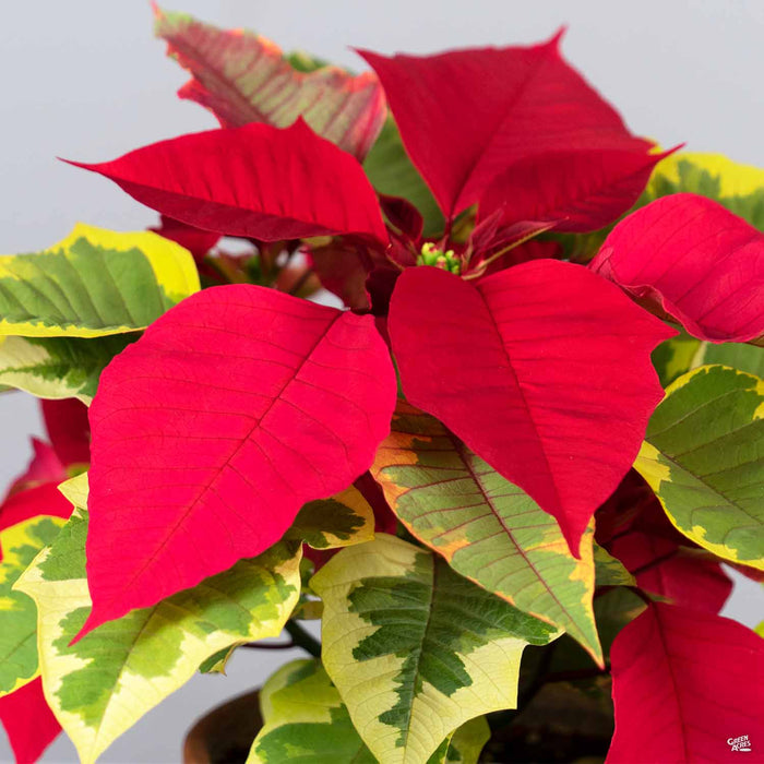 Eisley's Poinsettia 'Tapestry'