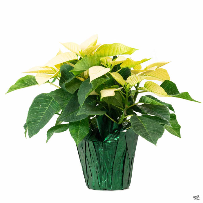 Gold Poinsettia 4 inch