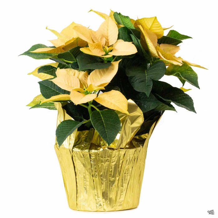 Gold Poinsettia 6 inch