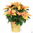 Gold Poinsettia 6 inch (2020)