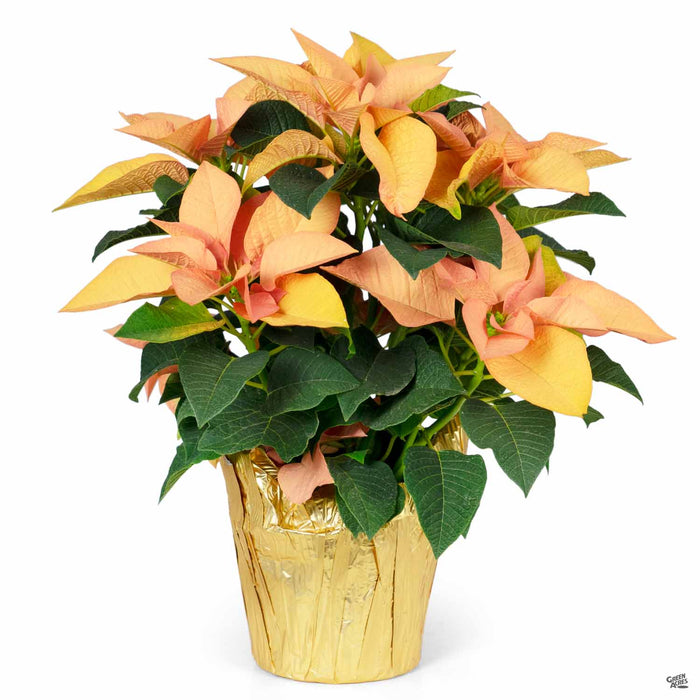 Gold Poinsettia 6 inch (2020)