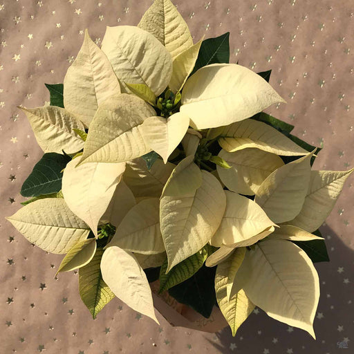 Gold Poinsettia