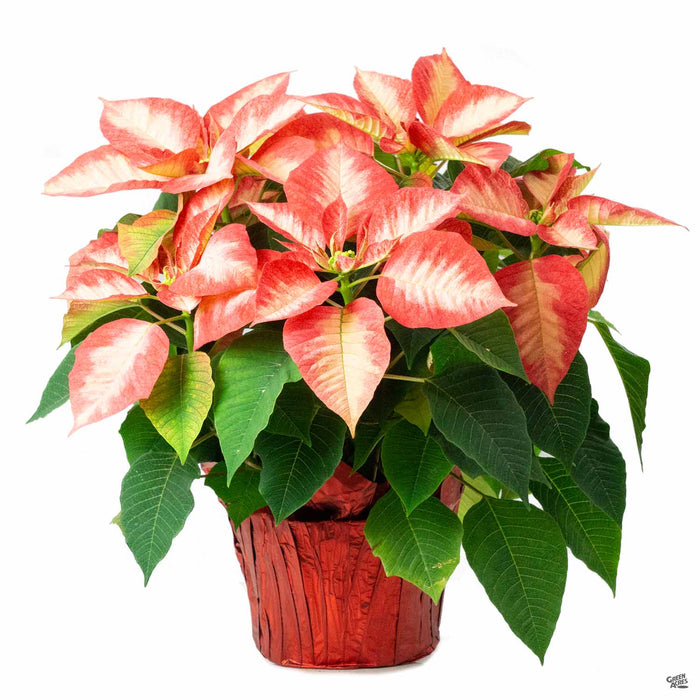 Poinsettia 'Ice Crystal' 6 inch