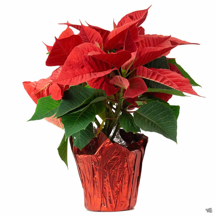 Red Poinsettia 4 inch