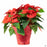 Red Poinsettia 6 inch