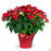 Red Poinsettia 8 inch