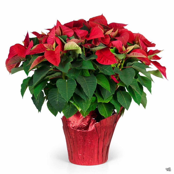 Red Poinsettia 8 inch
