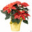 Poinsettia 'Sparkle' 6 inch