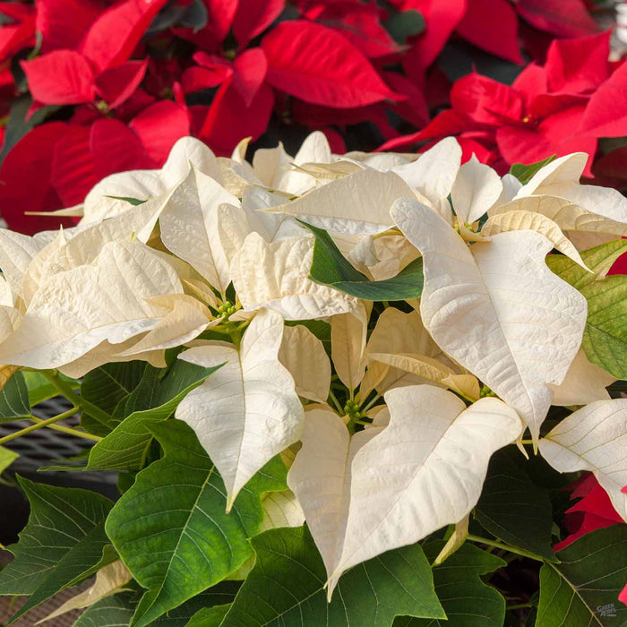 Poinsettia