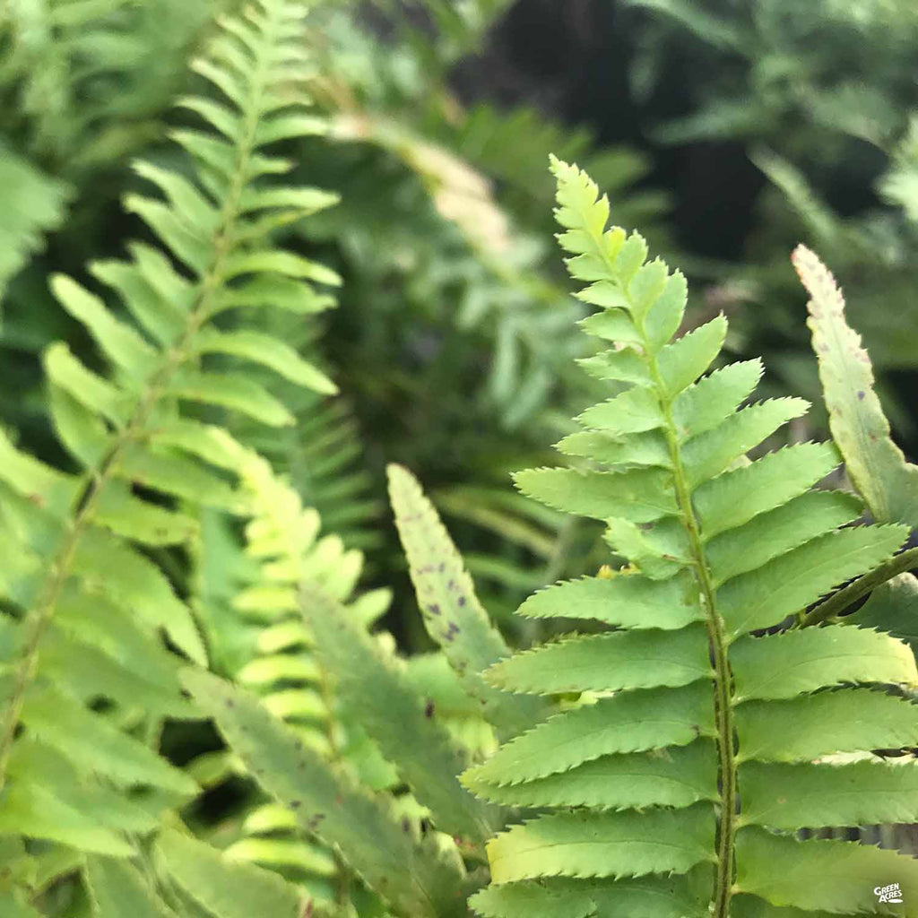 Fern Riffle Western Sword Fern — Green Acres Nursery & Supply