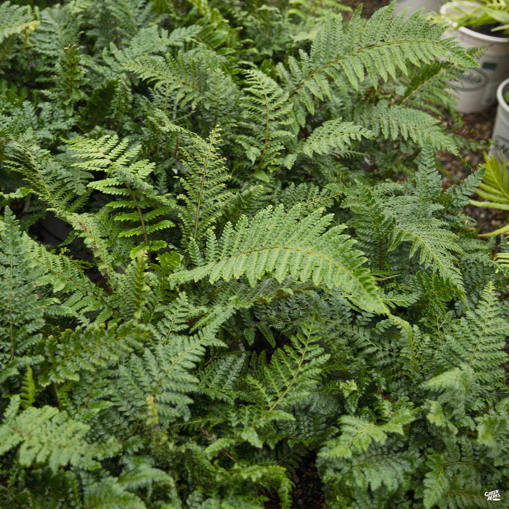 Japanese Tassel Fern — Green Acres Nursery & Supply