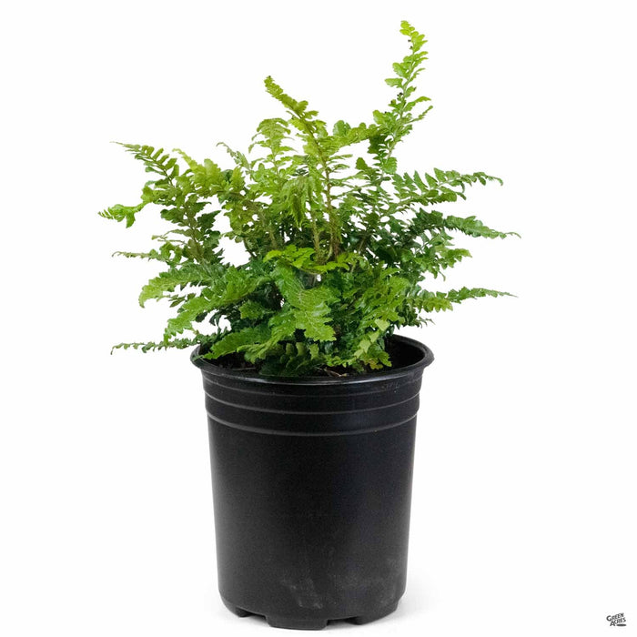 Japanese Tassel Fern 1 gallon