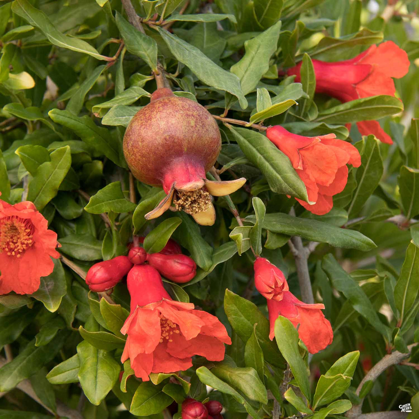 Pomegranate