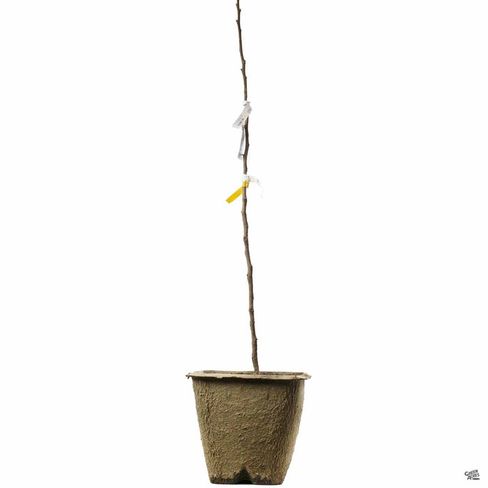 Bareroot fruit tree 11 inch fiber pot