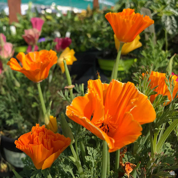 californian poppy plants California Poppy — Green Acres Nursery & Supply
