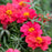Purslane Fanfare Red