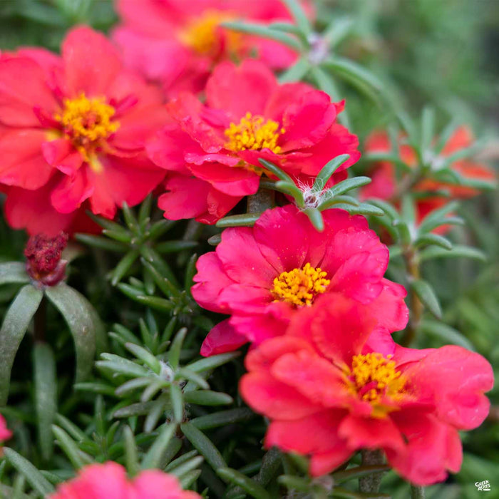 Purslane Fanfare Red