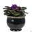 African Violet Self-Watering Pot with Plant