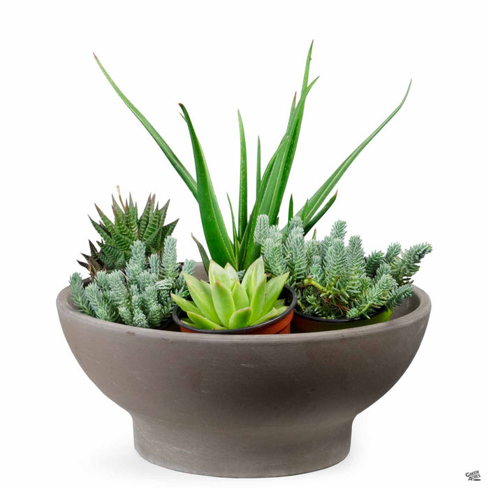 German Planter Bowl Clay Pot Chocolate Marbled 12.5 inch wide by 5 inch tall with plants