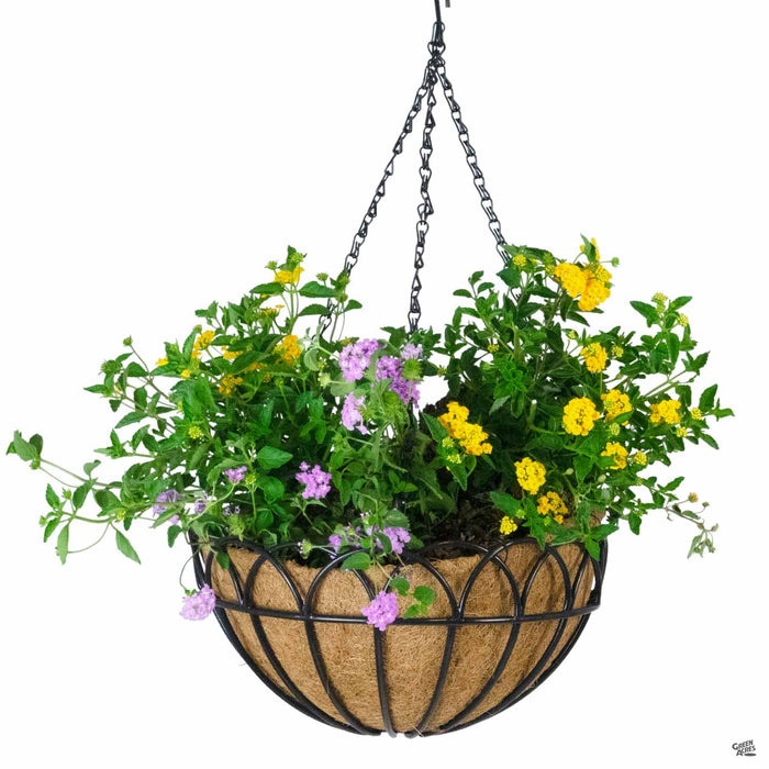 Greenbrier Hanging Basket