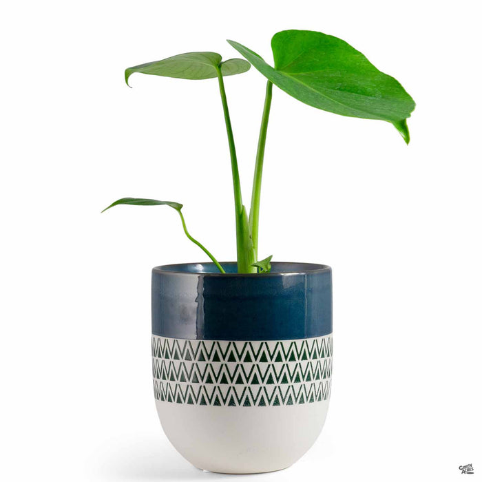 Inca Egg Pot 5 inch in Blue with Monstera