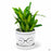 Little Priss Glasses 5 inch with Plant