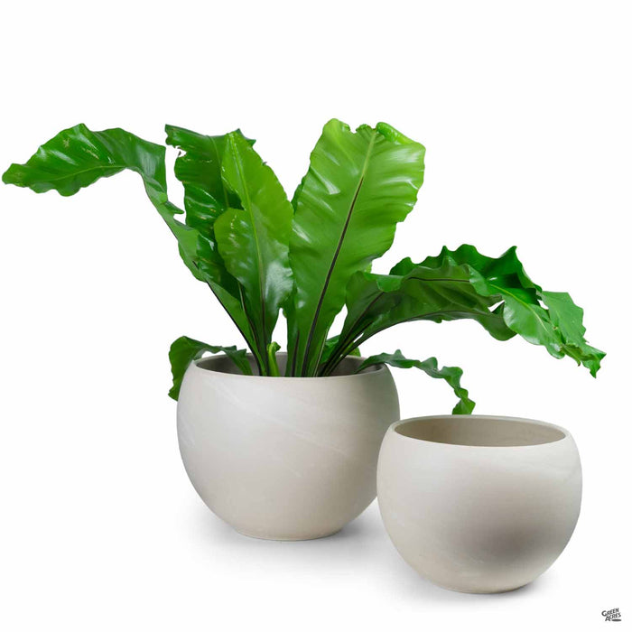 granite plant pots Luna Sphere Granite Clay Pot — Green Acres Nursery & Supply