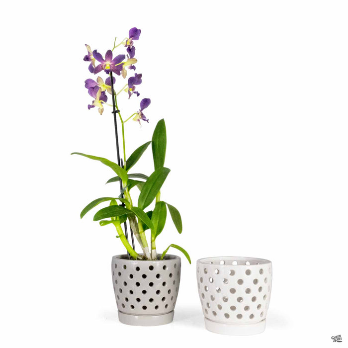 Pierced Orchid Planter Group