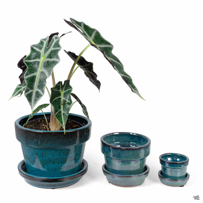 Standard Pot with Attached Saucer in Tropical Blue All Sizes