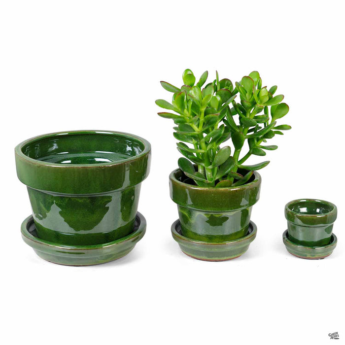 green plant pots Fancy Glazed Standard Pot — Green Acres Nursery & Supply
