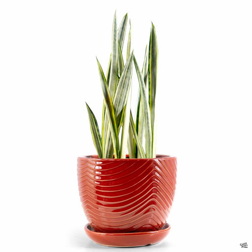 Swirl Drape Planter Merlot with Plant