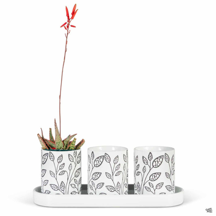 Trio Planter Black and White with Plant