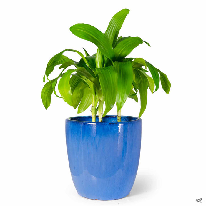 Egg Planter 13 inch (blue) with plant