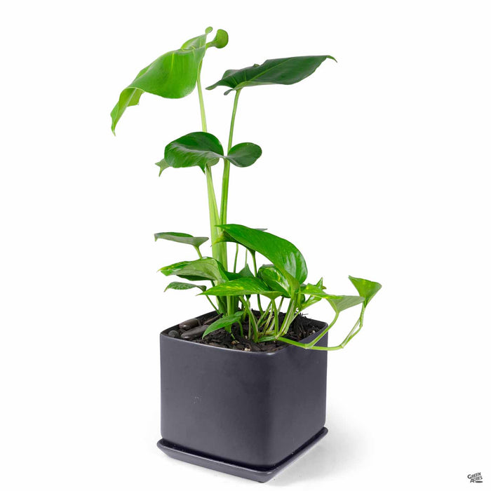 Cube with Attached Saucer in Black 4.5 inch with Monstera and Pothos