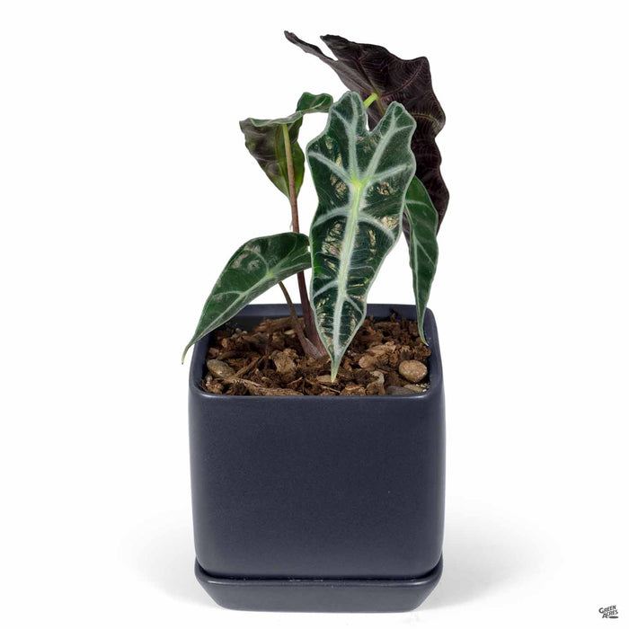Cube with Attached Saucer in Black 4.5 inchwith Alocasia