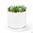 PacHome Cylinder with Attached Saucer 5 inch in White with Sempervivum 'Cobweb'