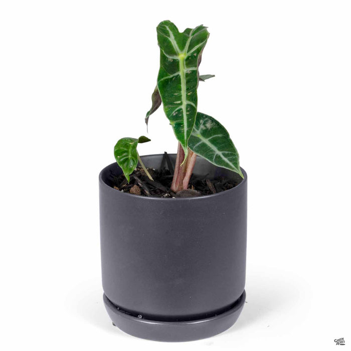 PacHome Cylinder with Attached Saucer 5 inch in Black with Alocasia