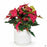 PacHome Cylinder with Attached Saucer in White 6 inch with Poinsettia